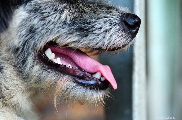 What Your Dog’s Bad Breath May Reveal About Their Health