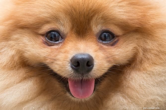 Do Dogs See Color? Debunking the Myths About Canine Vision