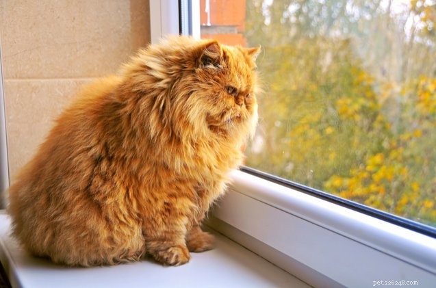 Pet Obesity Hits 8th Consecutive Year, Experts Warn of Rising Health Risks