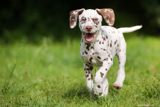 The Essential Role of Zinc in Your Dog’s Nutrition: Benefits, Requirements, and Safety