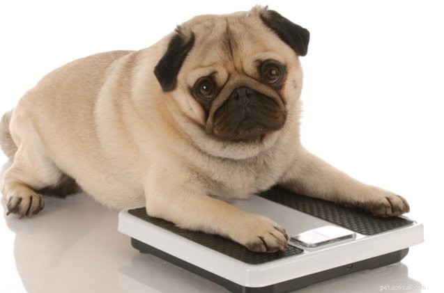 Study Finds Pet Owners  Habits Key to Rising Pet Obesity Rates