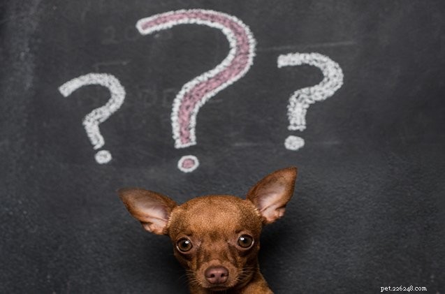 Veterinary Alert: Dry Drowning Threatens Dogs – What You Need to Know