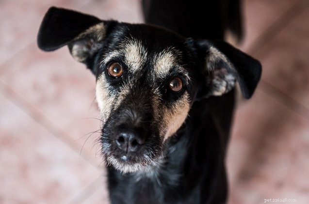 Can Your Anxiety Affect Your Dog? Signs & Solutions