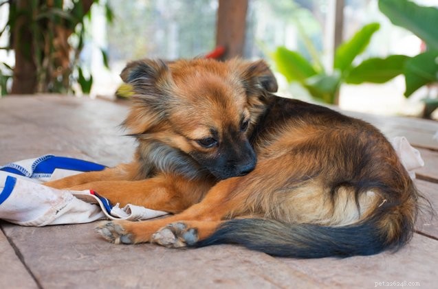 8 Essential Tick Prevention Tips for Your Dog