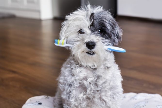 Dog Dental Health: Recognizing and Treating Cavities