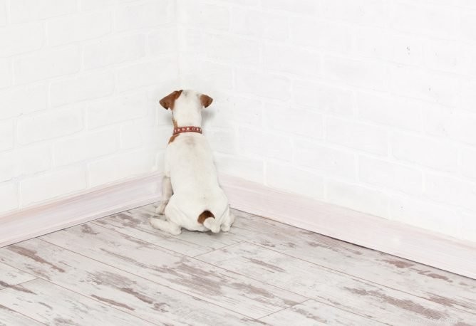 Head Pressing in Dogs: When It Signals a Health Issue