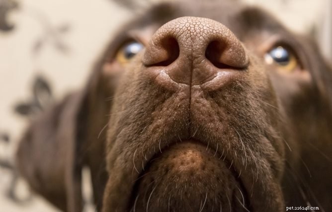 How to Treat a Dog’s Dry Nose: Trusted Tips for Health & Comfort