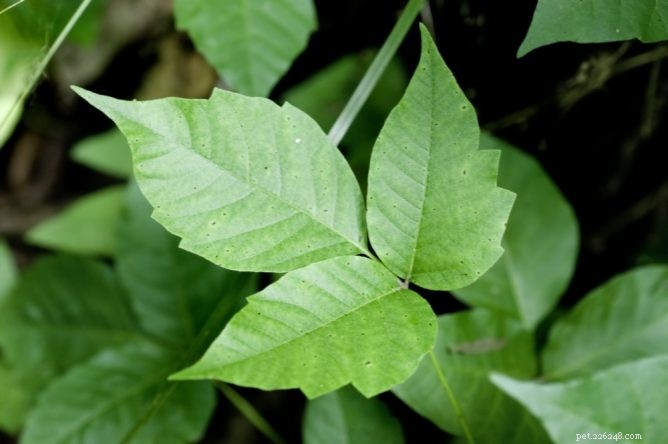 Poison Ivy in Dogs: Symptoms, Prevention, and Care