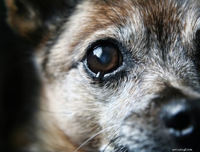 Do Dogs Actually Cry? Understanding Their Emotional Capacity