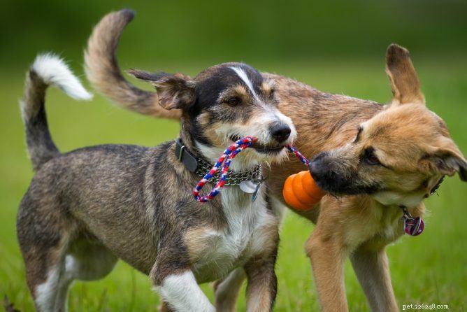 5 Proven Benefits of Playing With Your Dog