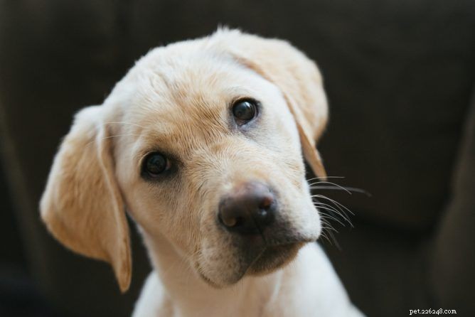 Is Vaseline Safe for Your Dog’s Skin? A Guide to Safe Moisturizing