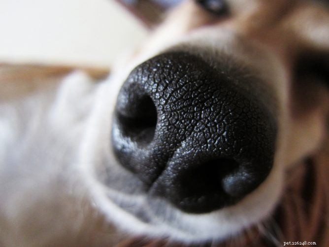 Can Dogs Detect Cancer? How Their Nose Helps Early Diagnosis