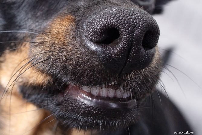 What Causes a Runny Nose in Dogs? Quick Signs & Vet Tips