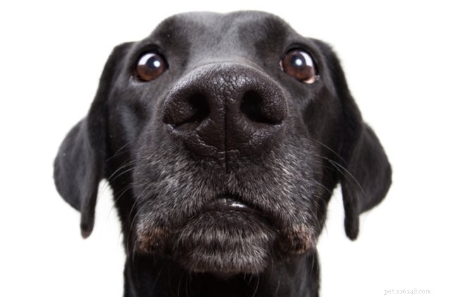 Fear-Free Veterinary Care: Proven Strategies to Keep Your Dog Calm