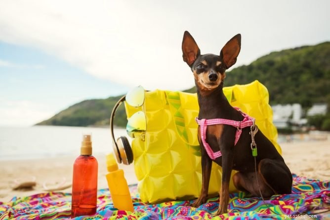 Can Dogs Get Sunburn? Protecting Your Furry Friend from Harmful UV Rays
