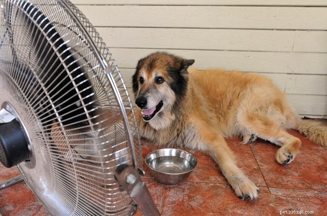 Essential Guide to Preventing and Treating Heat Stroke in Dogs