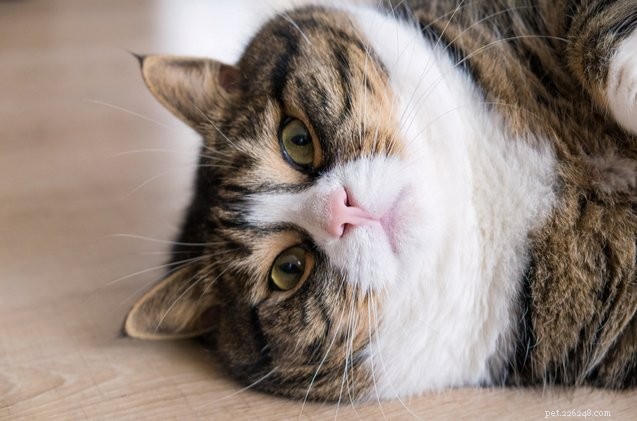 Rising Pet Obesity: How Overweight Dogs & Cats Threaten Their Health
