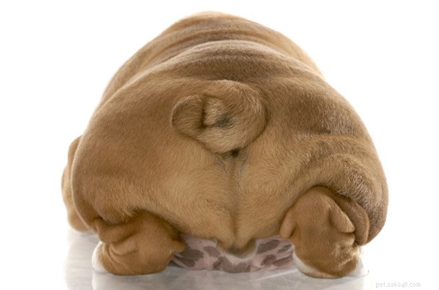 Dog Anal Glands: Causes, Care, and Home Solutions
