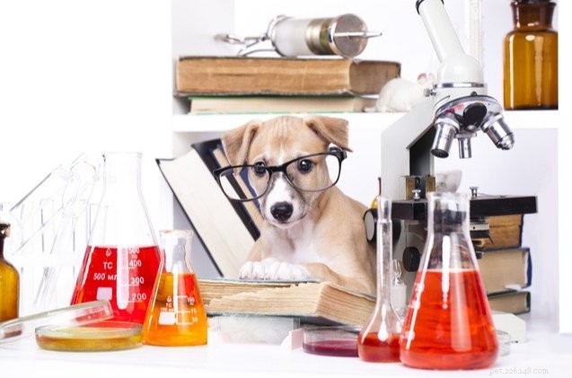 Join the 10,000 Dog Aging Project: Uncover Why Smaller Breeds Outlive Larger Ones