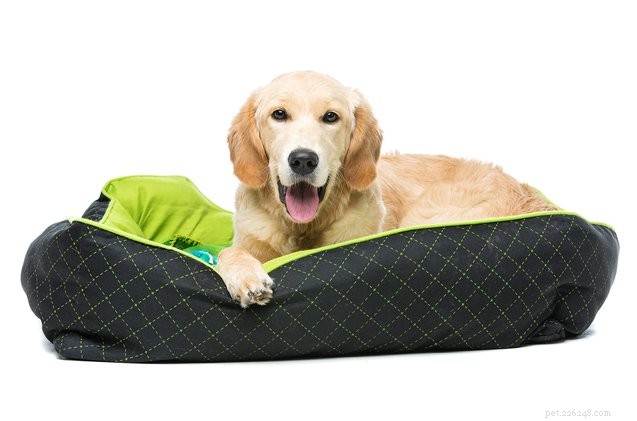 Why Dogs Circle Before Lying Down: Unveiling the Science