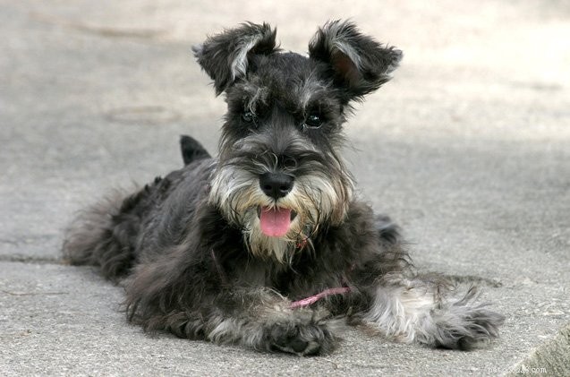 Top 10 Hypoallergenic Dog Breeds for Allergy Sufferers