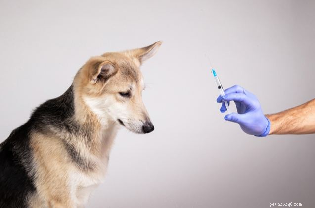 New Study Links Diabetes Risk Between Dogs and Their Human Owners
