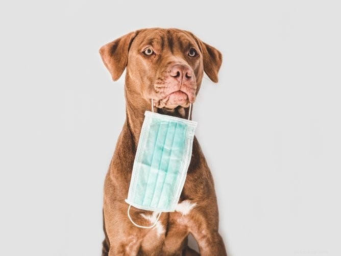 Pet Safety Alert: Why Dogs Should Never Chew on Face Masks