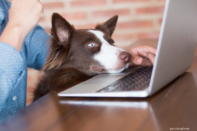 Vetster: Convenient At‑Home Vet Consultations for Your Pet