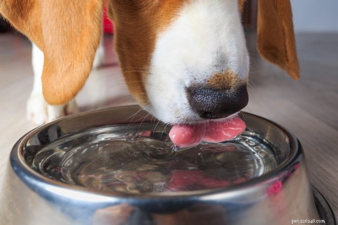 Is Cold Water Safe for Dogs? Expert Insights on Hydration & Bloat Prevention