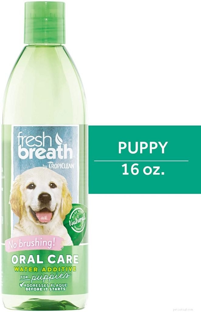 Why Your Dog s Bad Breath Is a Serious Health Concern
