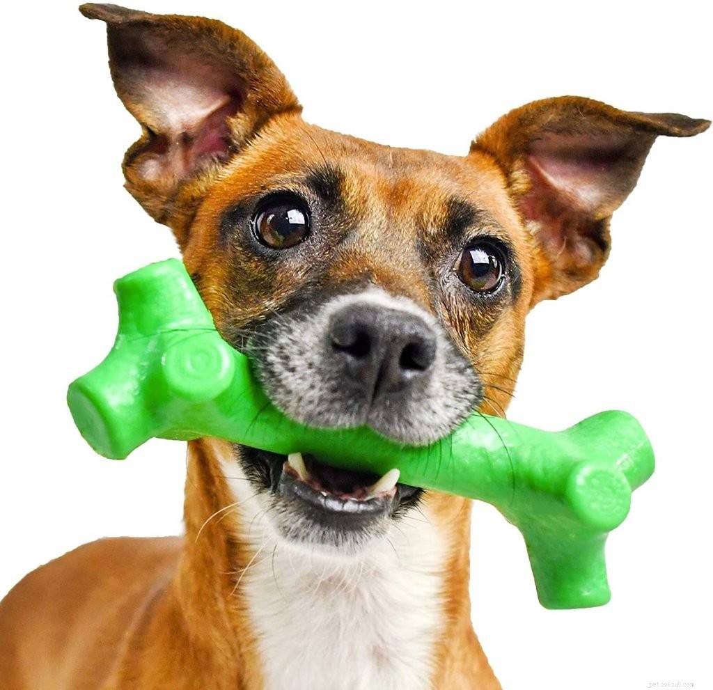 Why Your Dog s Bad Breath Is a Serious Health Concern
