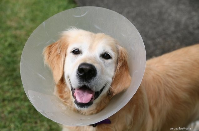 Top 10 Dog Cones for a Stress‑Free Recovery