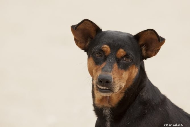 Are Your Dog’s Skin Tags a Cause for Concern? What to Know and How to Care