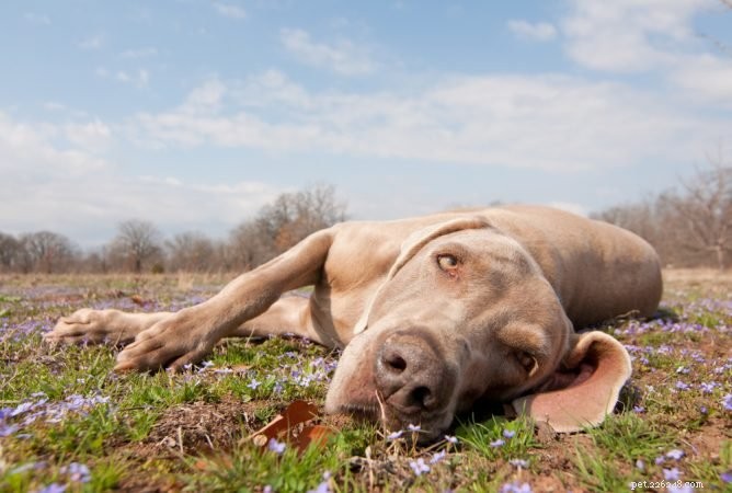 Is Your Dog Lethargic? 7 Key Signs & How to Help