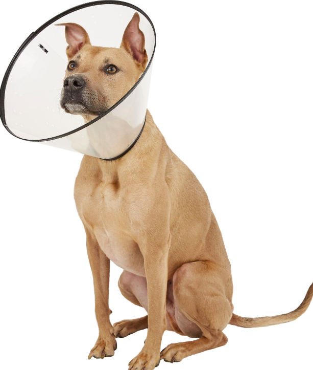 Top 10 Dog Cones for a Stress‑Free Recovery
