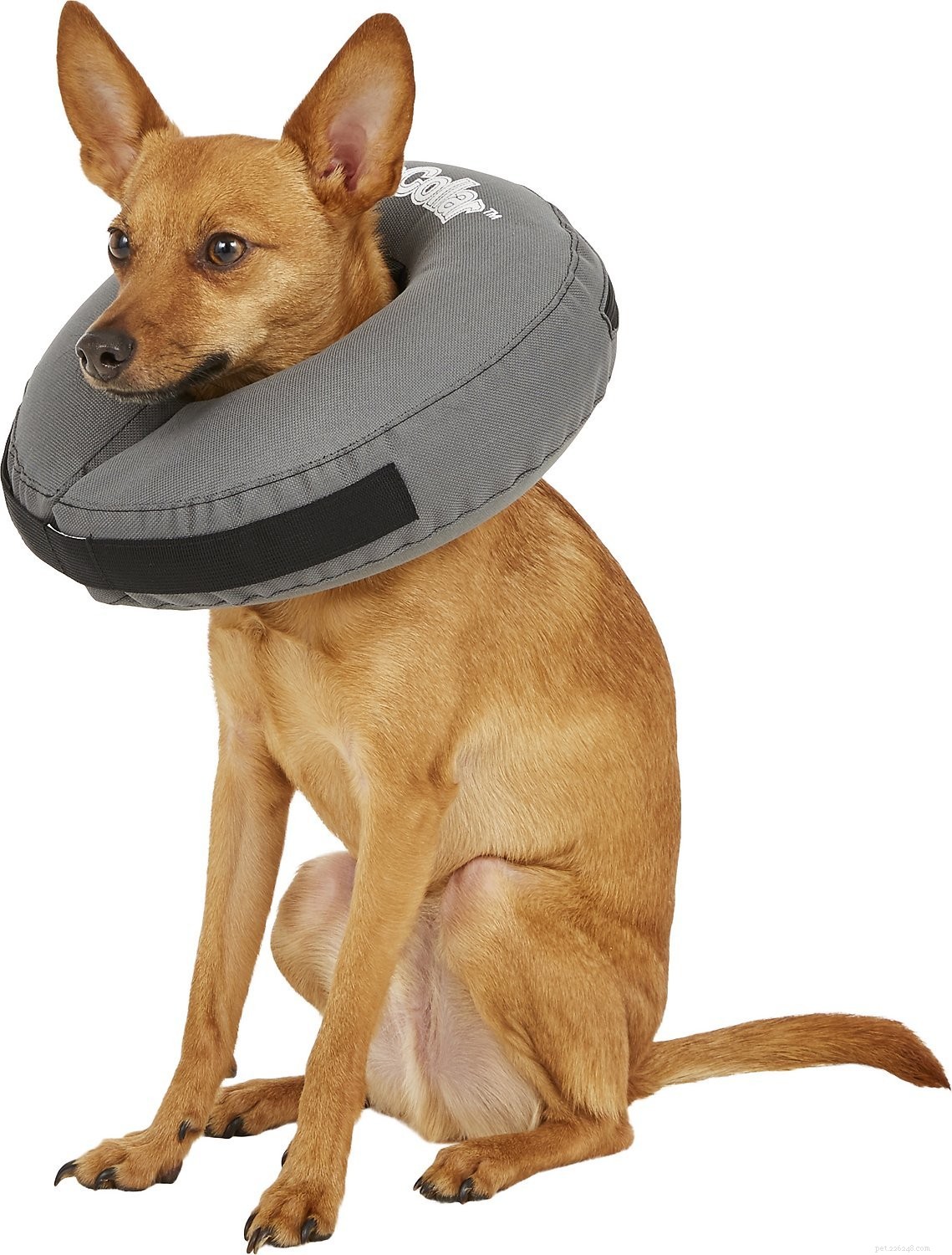 Top 10 Dog Cones for a Stress‑Free Recovery
