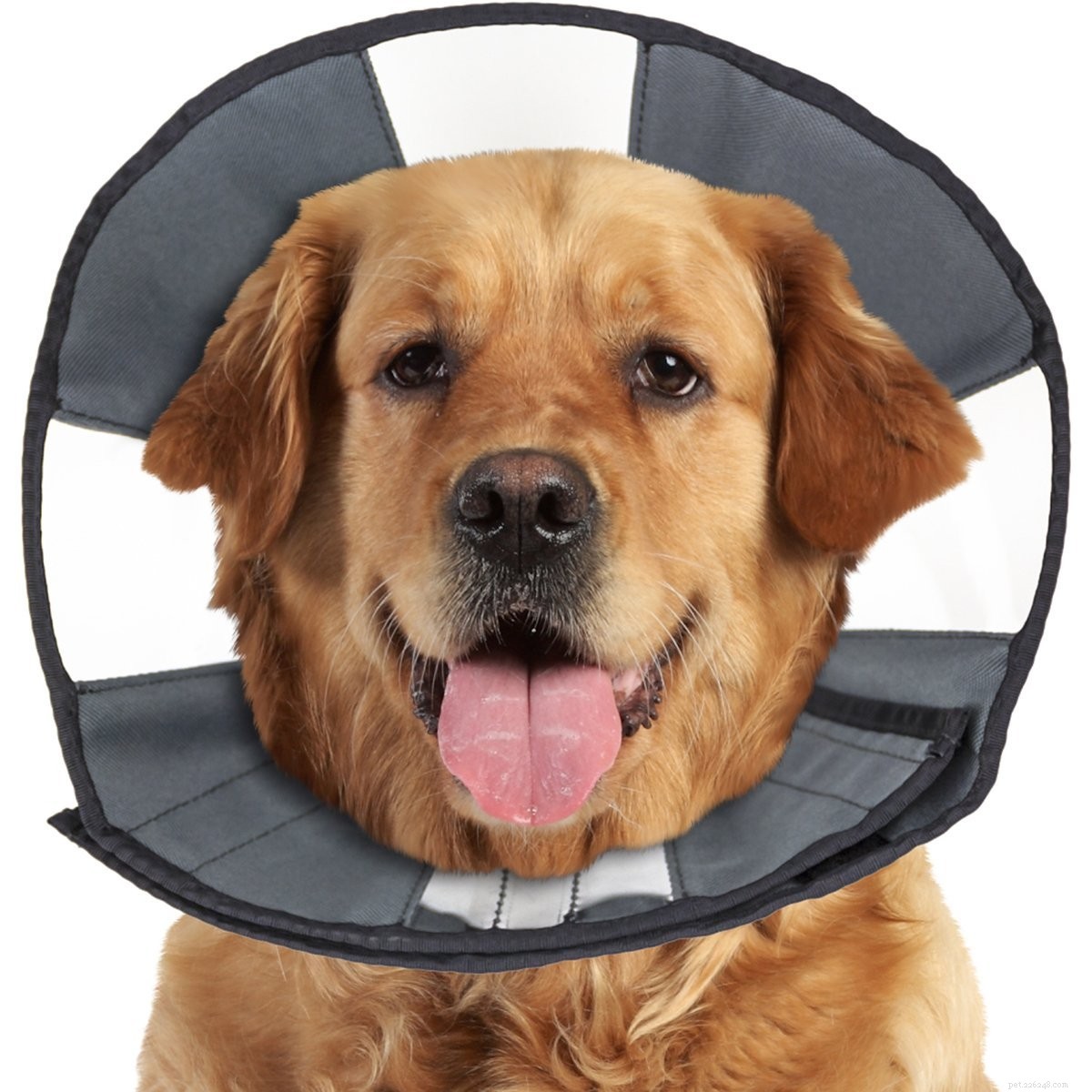 Top 10 Dog Cones for a Stress‑Free Recovery