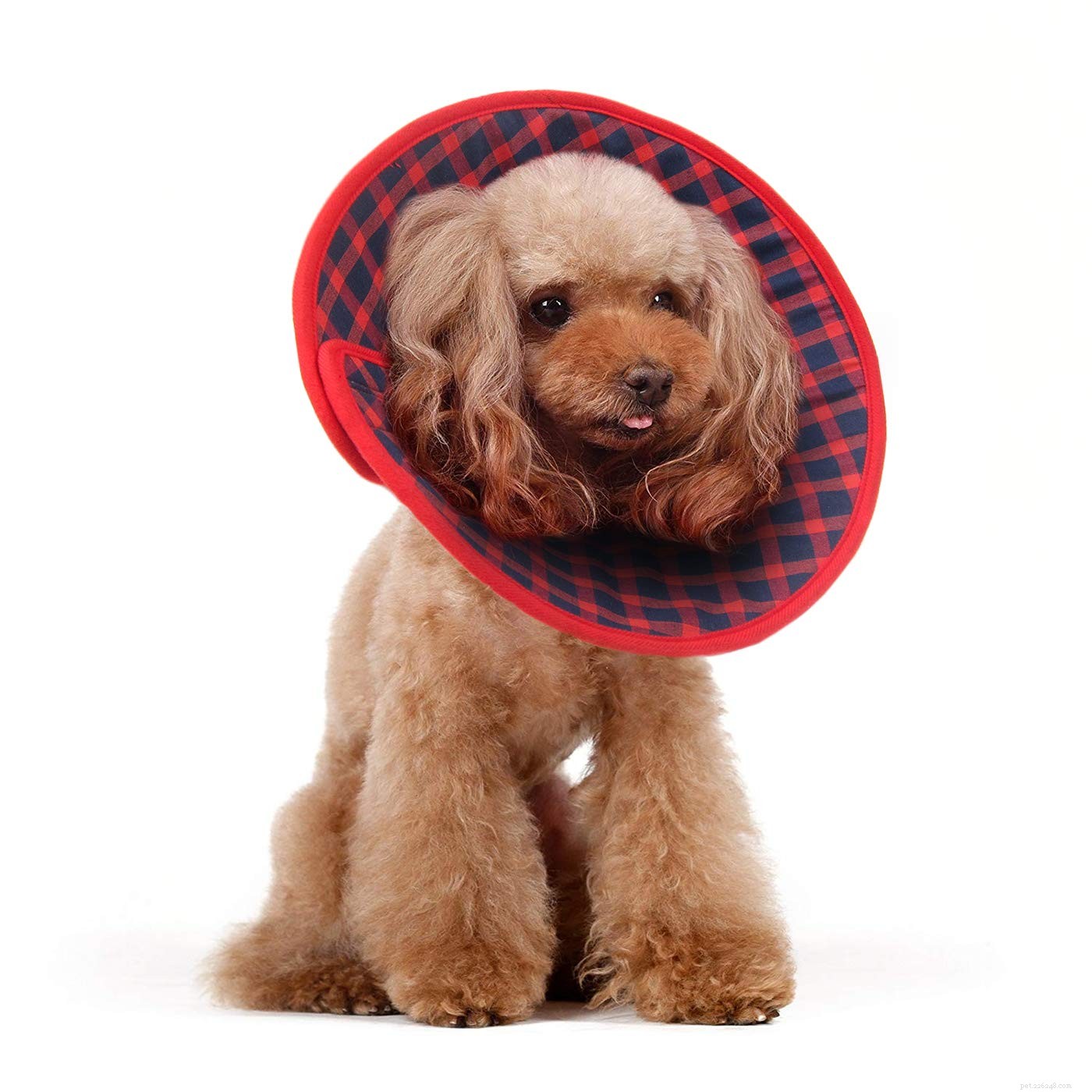 Top 10 Dog Cones for a Stress‑Free Recovery