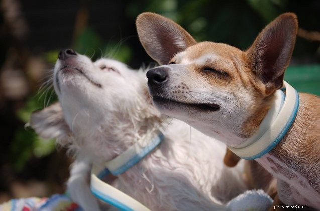 North American Tick Identification Guide: Protect Your Pets from Common Tick Species