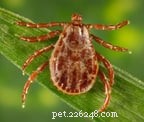 North American Tick Identification Guide: Protect Your Pets from Common Tick Species