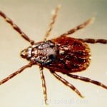 North American Tick Identification Guide: Protect Your Pets from Common Tick Species