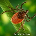 North American Tick Identification Guide: Protect Your Pets from Common Tick Species
