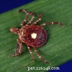 North American Tick Identification Guide: Protect Your Pets from Common Tick Species