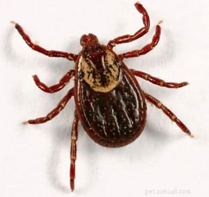 Fleas vs. Ticks: Key Differences & How to Protect Your Dog