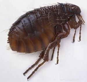 Fleas vs. Ticks: Key Differences & How to Protect Your Dog