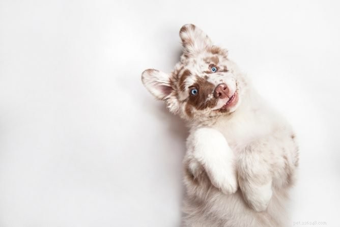 5 Proven Benefits of Probiotics for Your Dog s Health