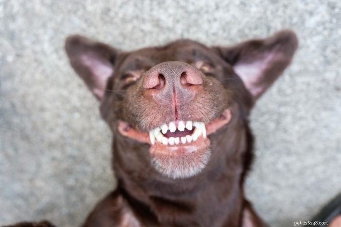 Effective Ways to Clean Your Dog’s Teeth Without a Brush