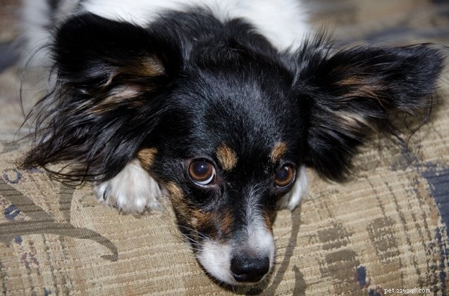Effective Ways to Eliminate Unpleasant Dog Flatulence