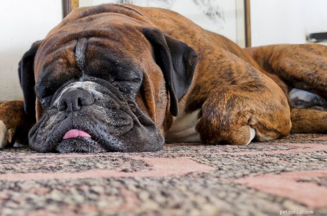 Effective Ways to Eliminate Unpleasant Dog Flatulence