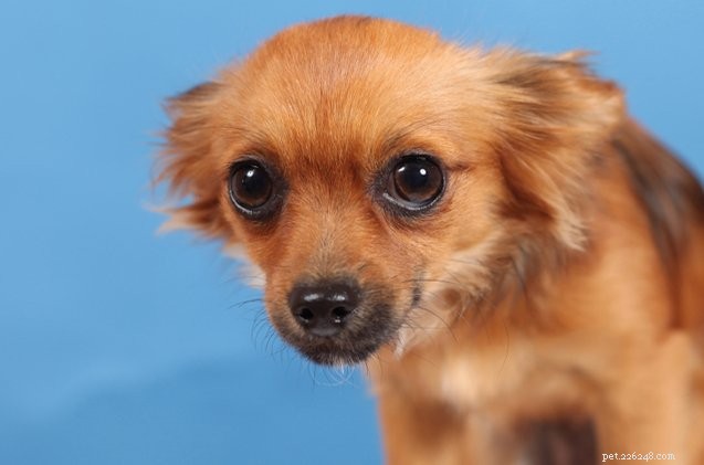 Effective Ways to Eliminate Unpleasant Dog Flatulence